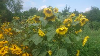 sunflower